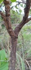 Palicourea rigida