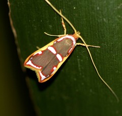 Barantola pulcherrima