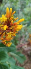 Palicourea rigida
