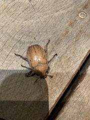 Anoplognathus velutinus