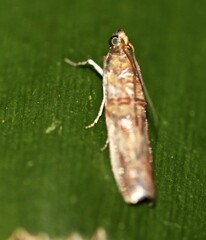 Hypargyria metalliferella