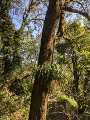 Cymbidium hookerianum