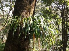 Cymbidium hookerianum