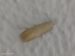 Scirpophaga incertulas