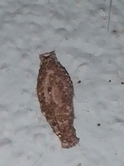 Phereoeca
