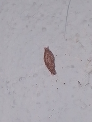 Phereoeca