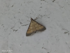 Cnaphalocrocis medinalis