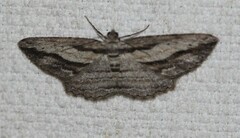 Syneora strixata