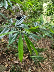 Elaeocarpus kirtonii