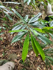 Elaeocarpus kirtonii