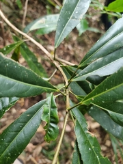 Elaeocarpus kirtonii