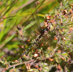 Synthemis eustalacta