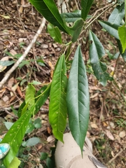 Elaeocarpus kirtonii