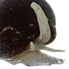 Isara carbonaria
