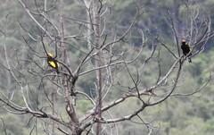 Sericulus chrysocephalus