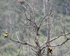 Sericulus chrysocephalus