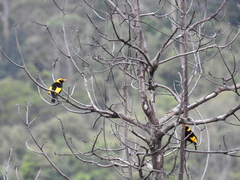 Sericulus chrysocephalus