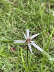 Rhynchospora nervosa
