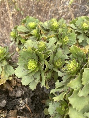 Haplopappus foliosus