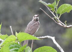 Sericulus chrysocephalus