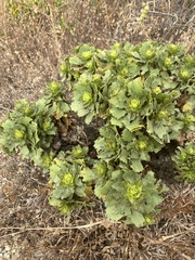 Haplopappus foliosus