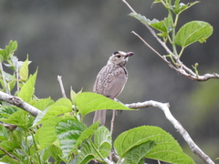 Sericulus chrysocephalus