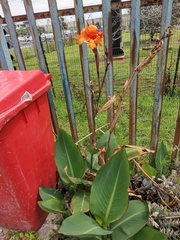 Canna × generalis