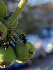 Meliscaeva auricollis