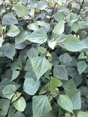Ageratina