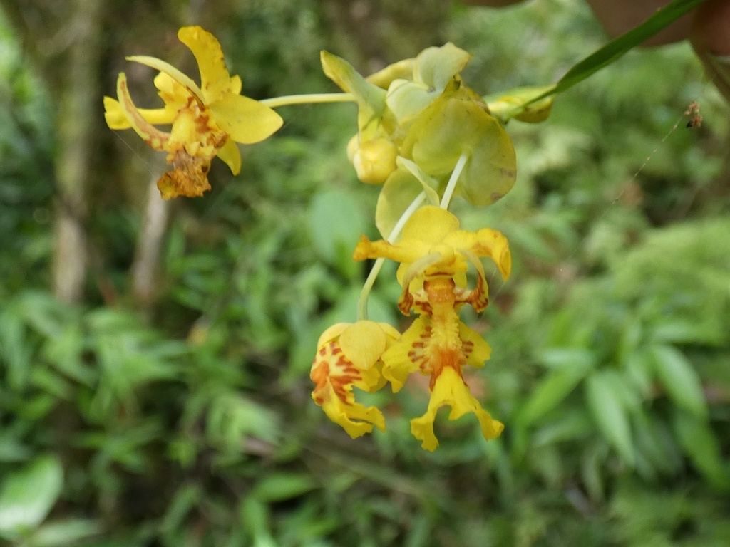 Lockhartia grandibractea