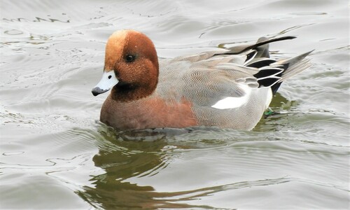 Canard siffleur, mâle