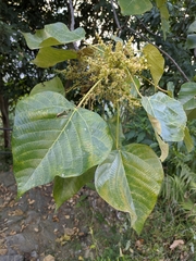 Macaranga denticulata