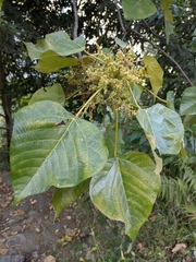 Macaranga denticulata