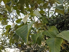 Macaranga denticulata