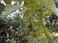 Macaranga denticulata