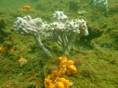 Pyura spinifera