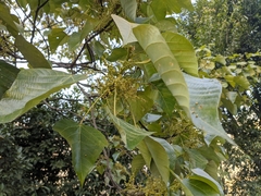 Macaranga denticulata