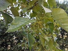 Macaranga denticulata