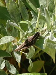 Melanoplus bivittatus