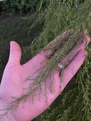 Eupatorium capillifolium