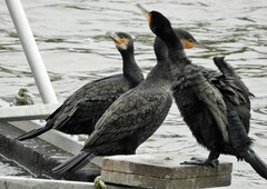 Phalacrocorax carbo sinensis