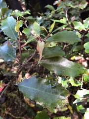 Alseuosmia quercifolia