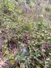 Mirabilis
