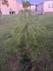 Eupatorium capillifolium