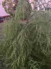 Eupatorium capillifolium