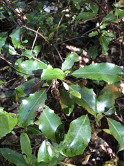 Alseuosmia quercifolia