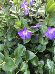 Vinca