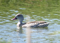 Anas capensis
