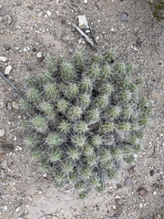 Echinocereus enneacanthus enneacanthus