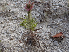 Liatris punctata mucronata